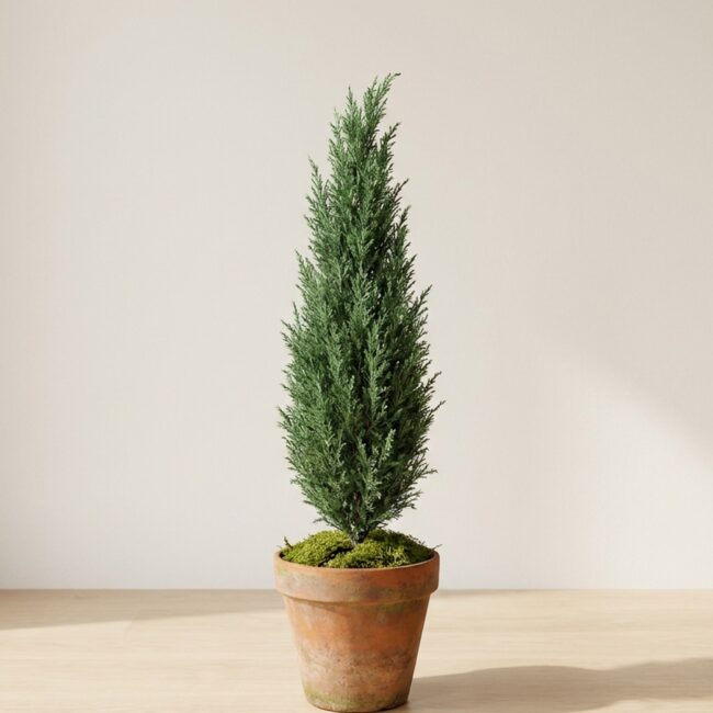 Preserved Natural Cone Topiary, 40 in – 10 ft