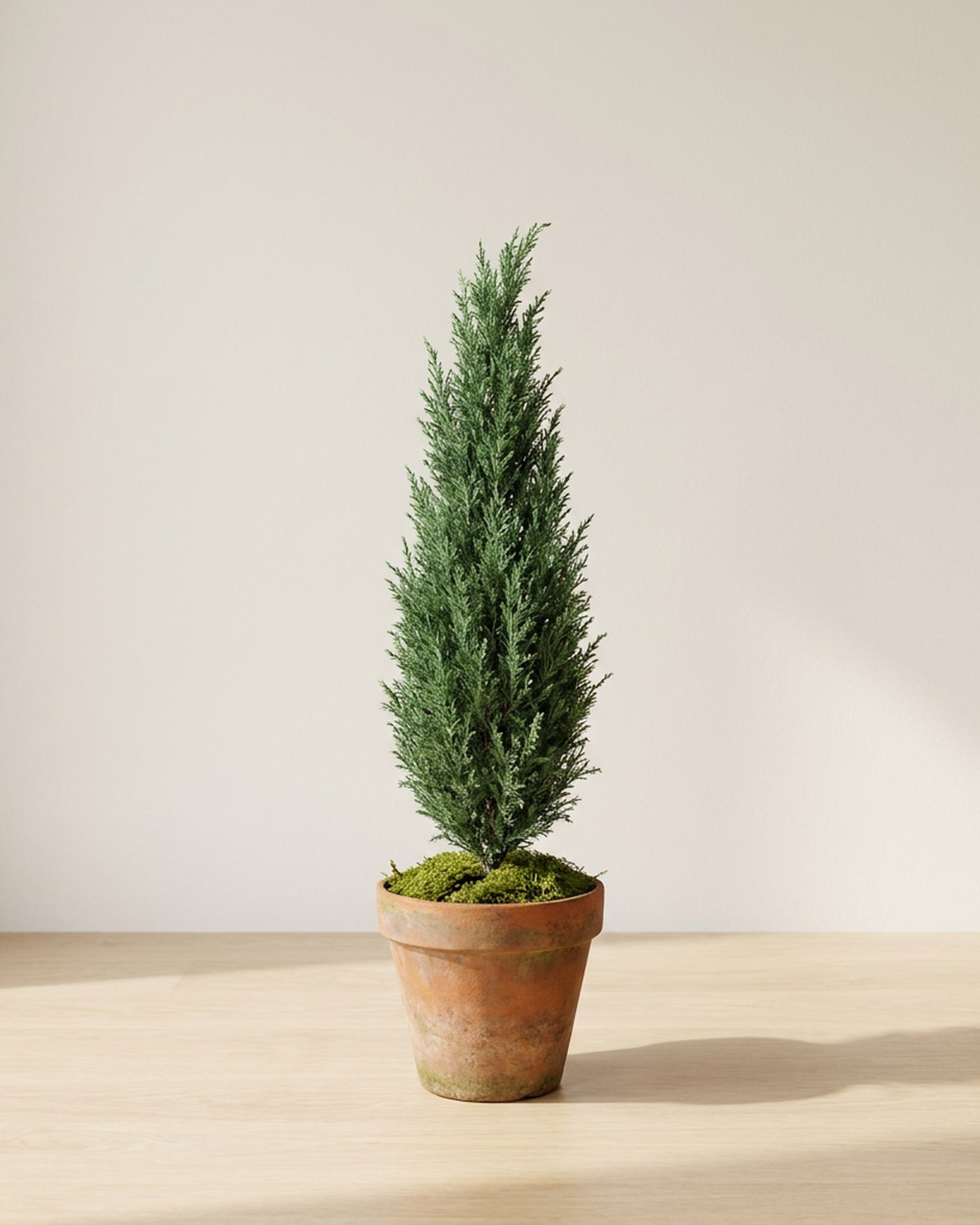 Natural Cone Topiary, Preserved, 40 in Natural Cone Topiary, Preserved, 40 in
