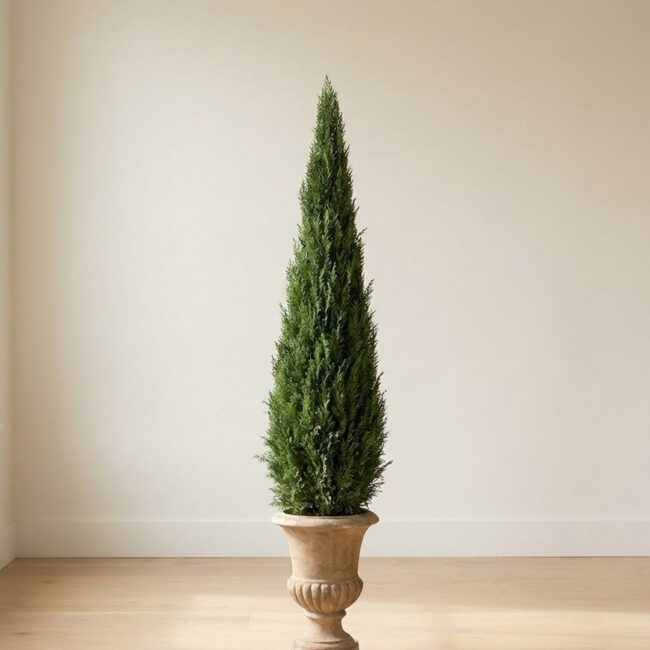 Preserved Cone Topiary, 60 Inches Tall