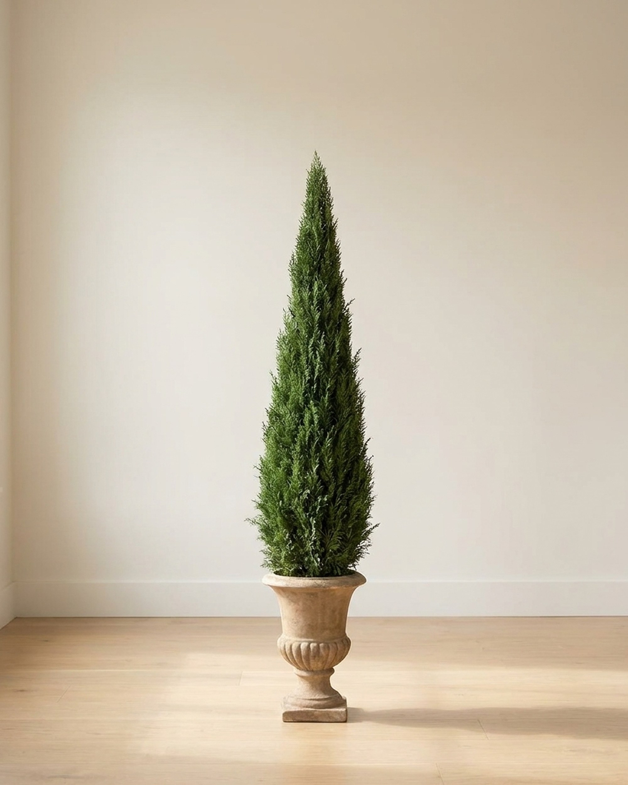 Cone Topiary, Preserved, 60 in