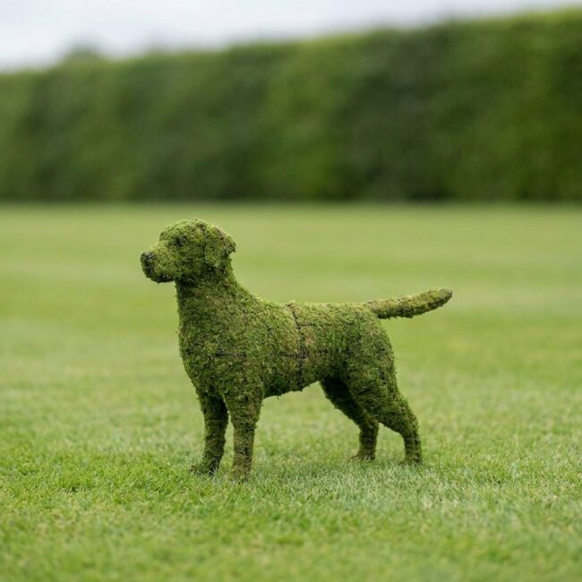Labrador Retriever Topiary, 30 inch (Mossed)