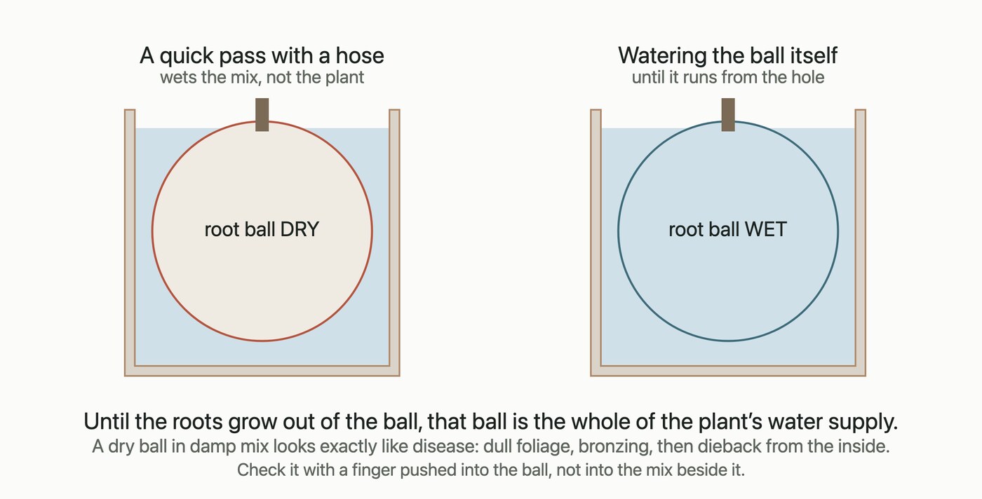 Two containers side by side: watering the surface leaves the mix damp and the root ball dry at the centre, while watering the ball itself wets the roots the plant is drinking from