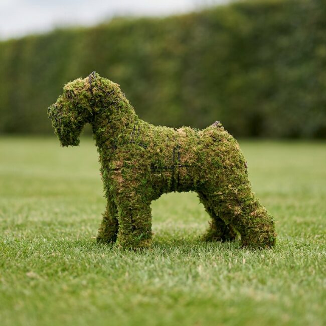 Schnauzer Topiary, 18 in. (Mossed)