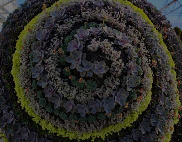 Survival Care of a Mosaic Topiary on a FL Beach Coast