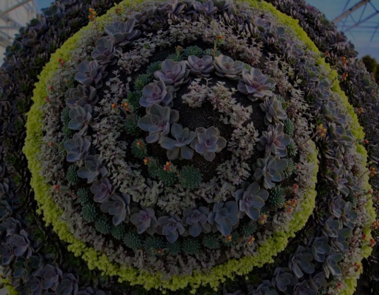 Survival Care of a Mosaic Topiary on a FL Beach Coast