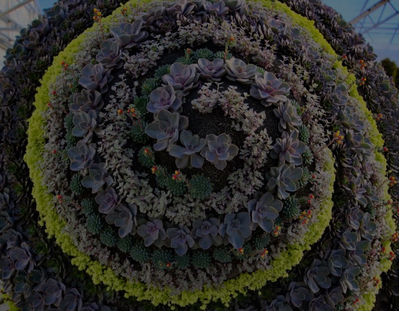 Survival Care of a Mosaic Topiary on a FL Beach Coast