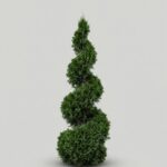 Live Arborvitae Spiral Topiary, 17 ft