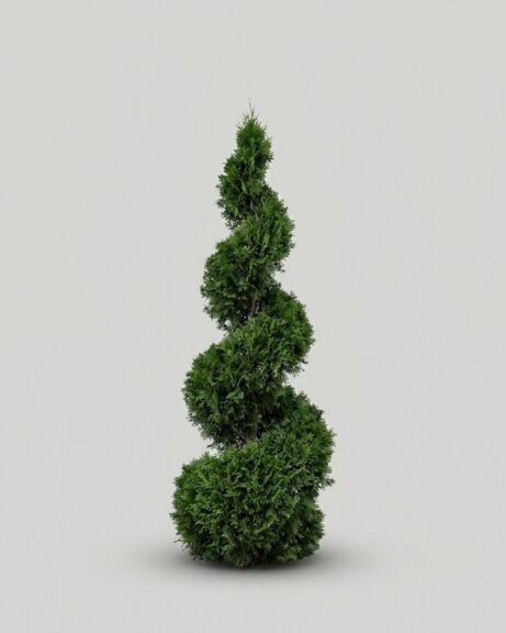 Live Arborvitae Spiral Topiary, 17 ft