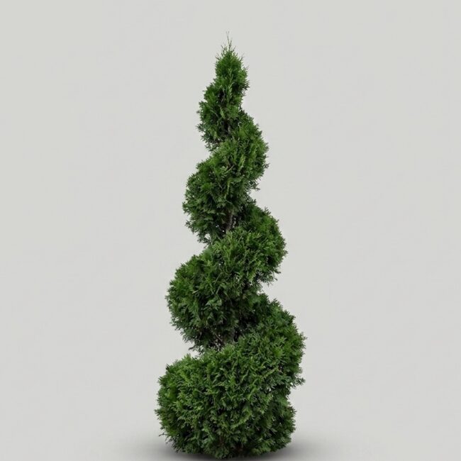 Live Arborvitae Spiral Topiary, 17 ft