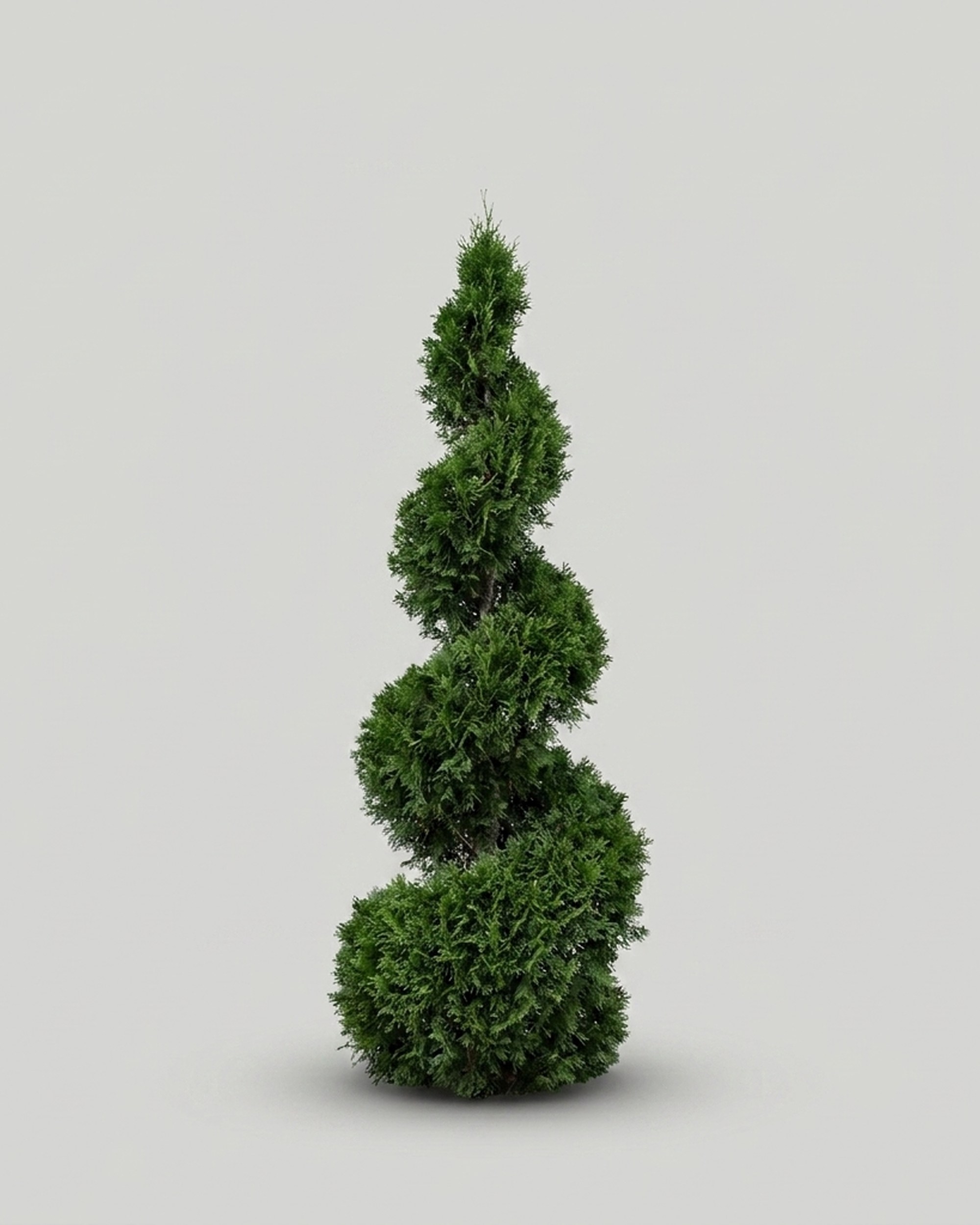 Live Arborvitae Spiral Topiary, 17 ft Live Arborvitae Spiral Topiary, 17 ft
