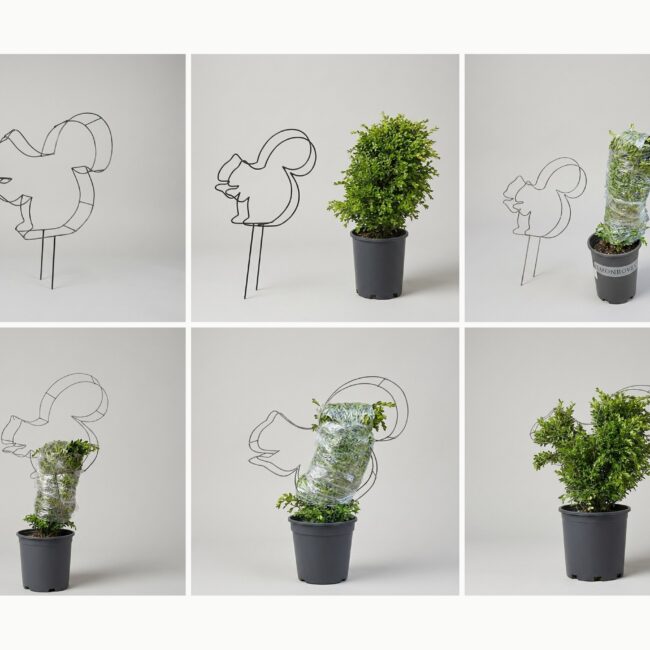 Squirrel DIY Shaping Topiary