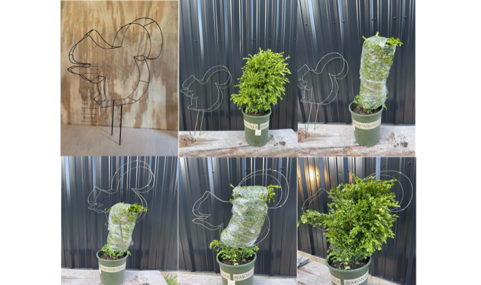 Squirrel DIY Shaping Topiary Squirrel DIY Shaping Topiary