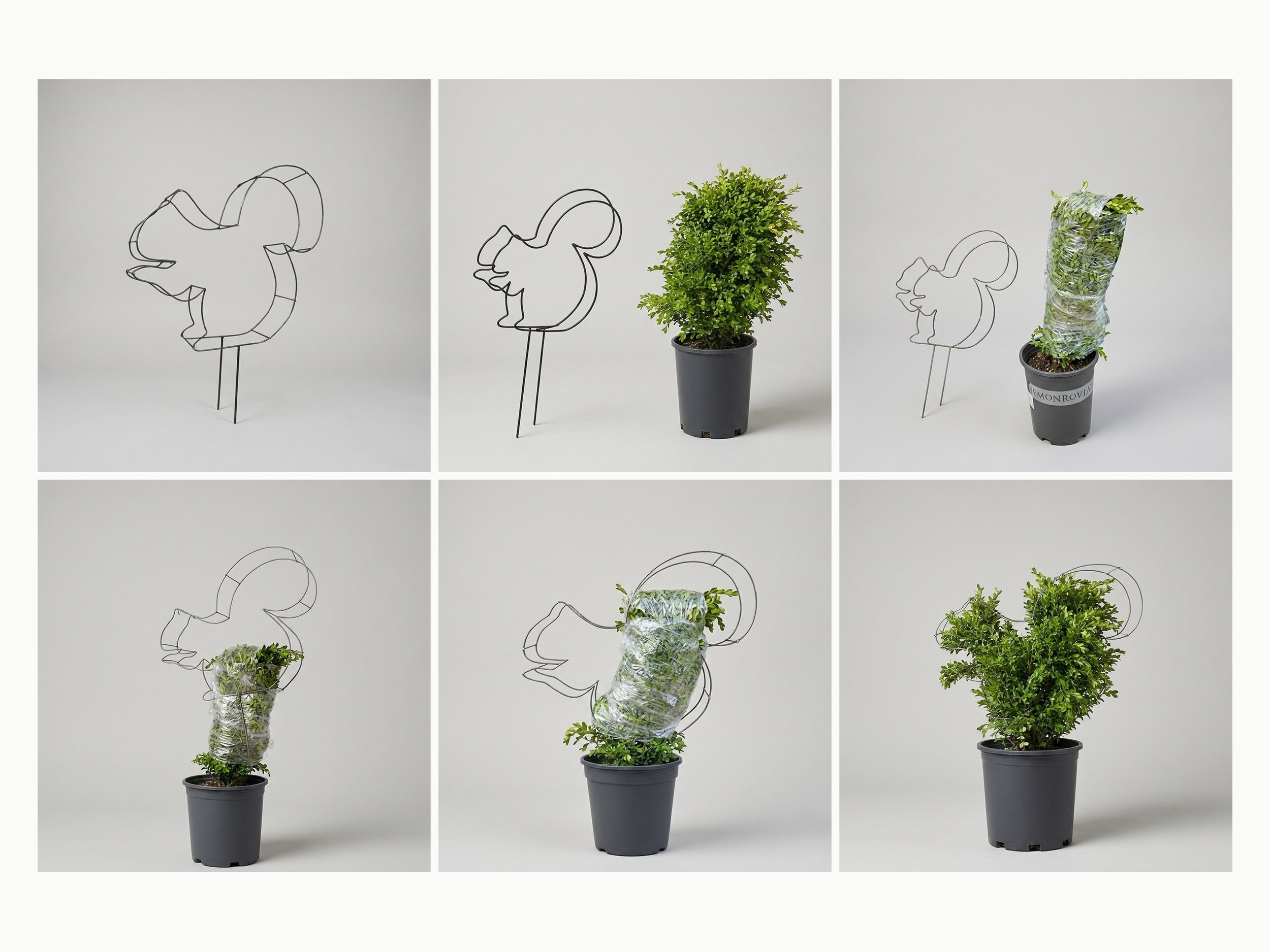Squirrel DIY Shaping Topiary Squirrel DIY Shaping Topiary
