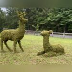 Deer Topiary, 60 inch Moss Stag, Sitting Doe or Family Group