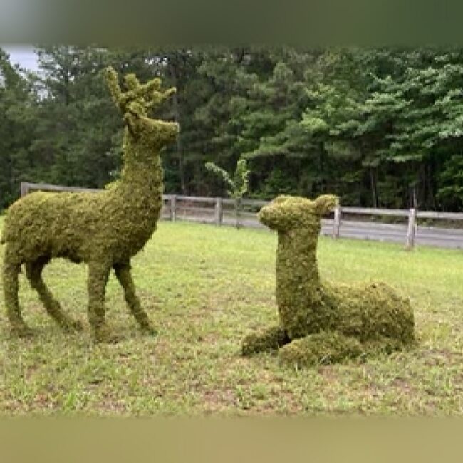 Deer Topiary, 60 inch Moss Stag, Sitting Doe or Family Group