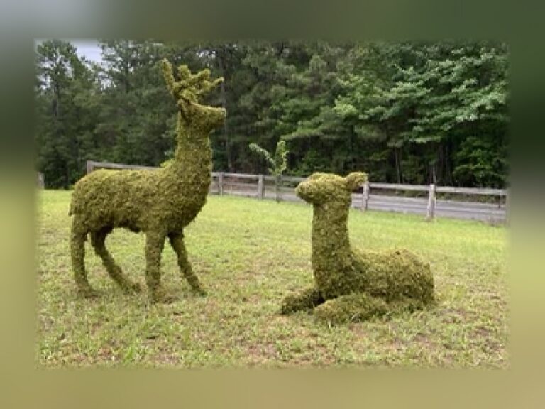 Deer Topiary, 60 inch Moss Stag, Sitting Doe or Family Group