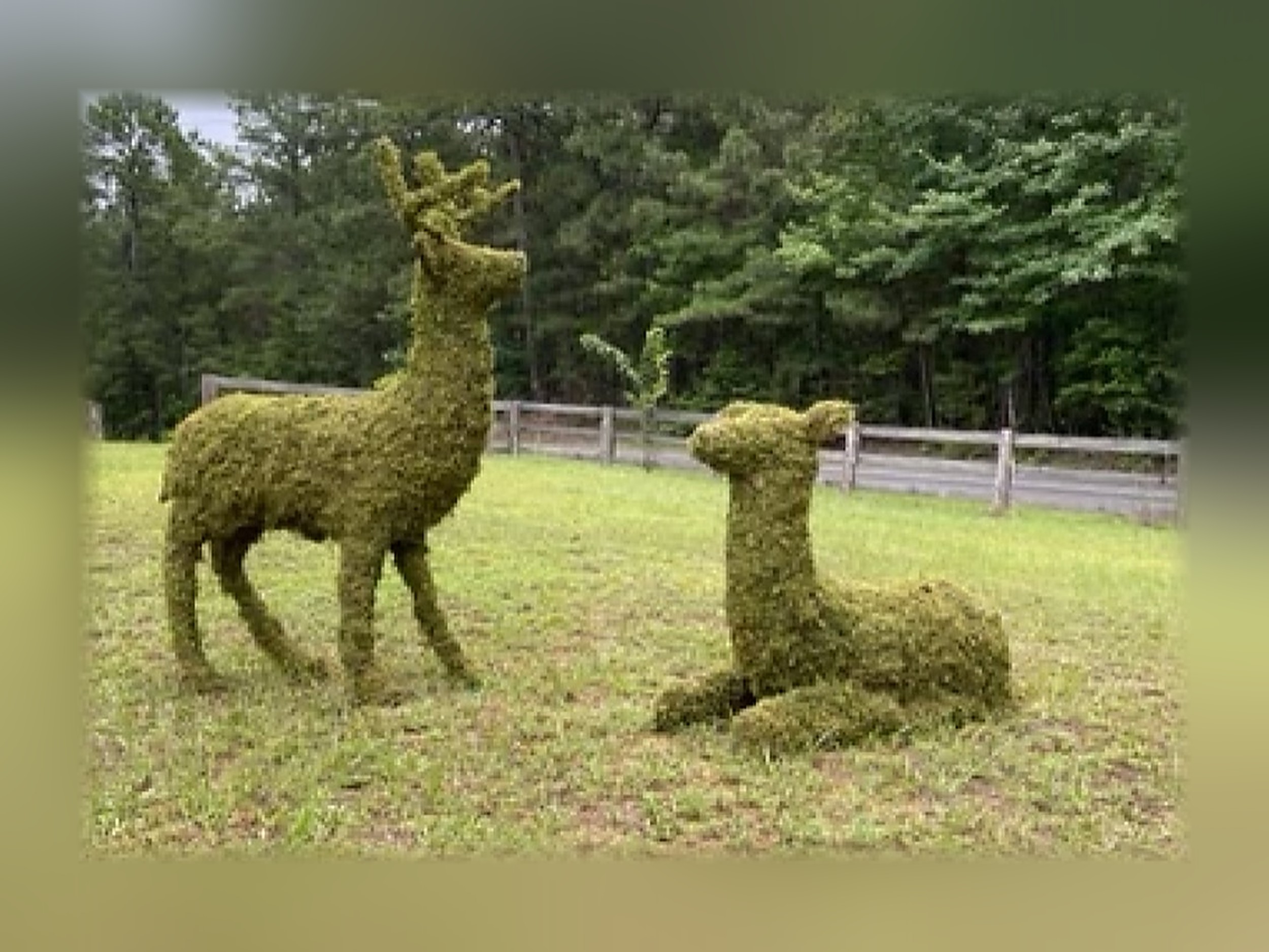Deer Stag Sitting Doe Or Family Group Topiary, Mossed, 60 in Deer Stag Sitting Doe Or Family Group Topiary, Mossed, 60 in