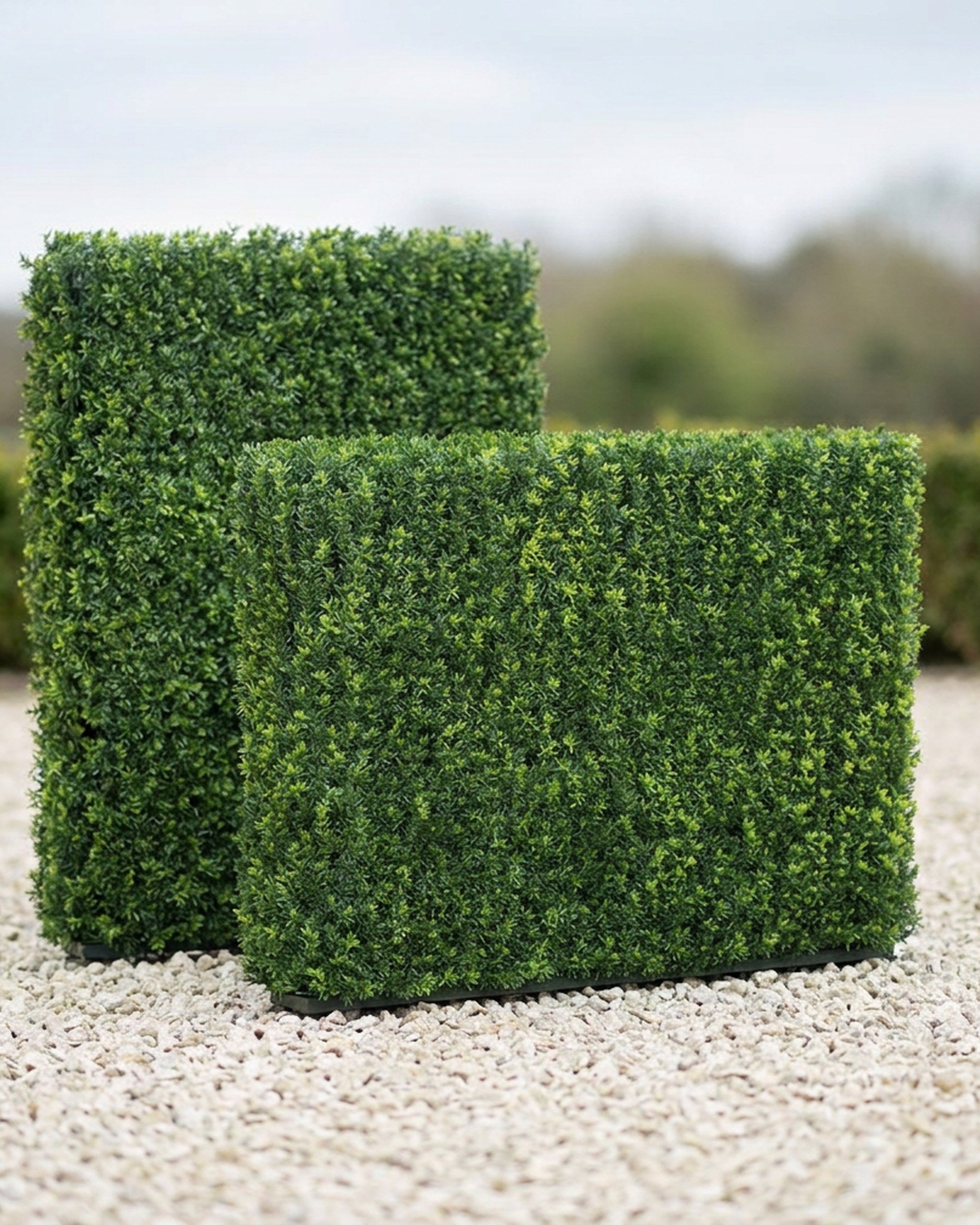 Taxus Leaf Hedge Screen, 48×24 in – 48×48 in