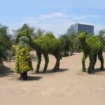 Topiary Camels