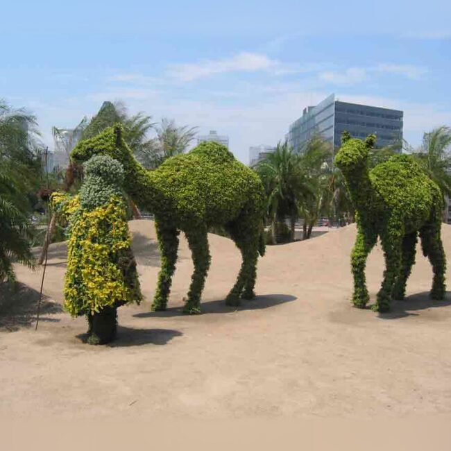 Topiary Camels