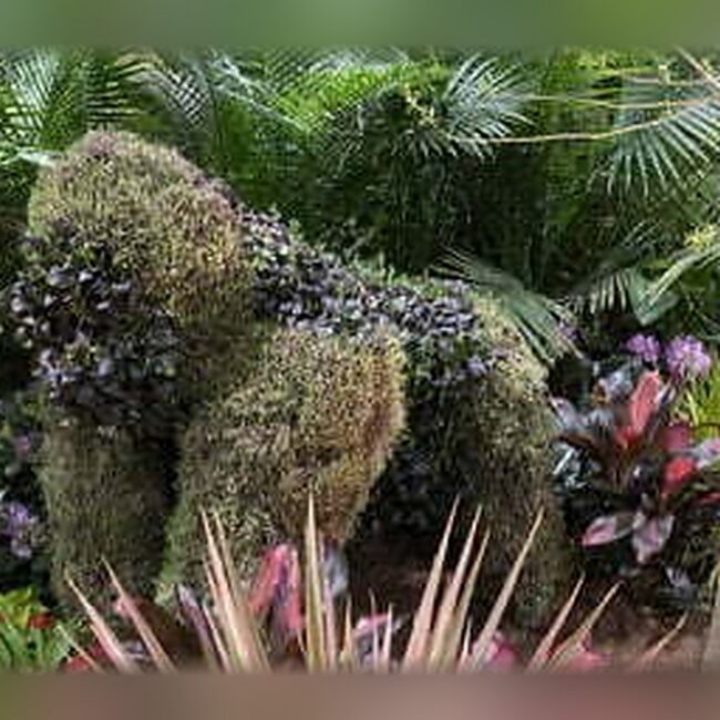 Gorilla Topiary, Life-Size
