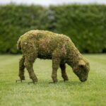Custom Topiary Sheep, Grazing and Standing