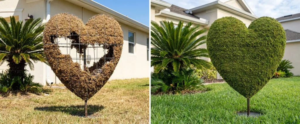 A five-foot mossed heart topiary in a sunny Florida front yard with dry tan moss and the wire frame showing through, and the same heart in the same yard after refreshing, full and green.