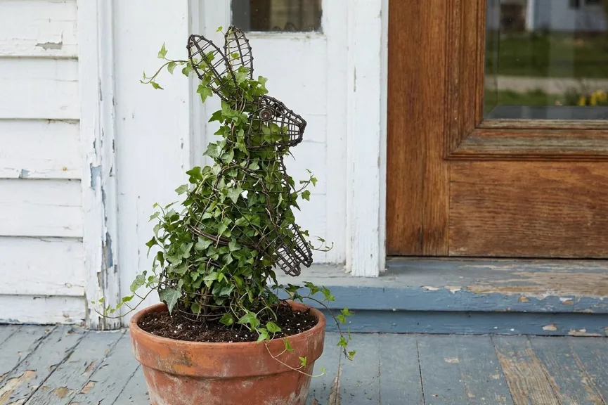 English ivy growing up and around a wire rabbit frame in a terracotta pot on a weathered porch.