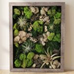 Wood Shadow Box with Air Plants and Preserved Moss, 12x24 Inch