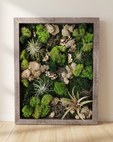Wood Shadow Box with Air Plants and Preserved Moss, 12x24 Inch