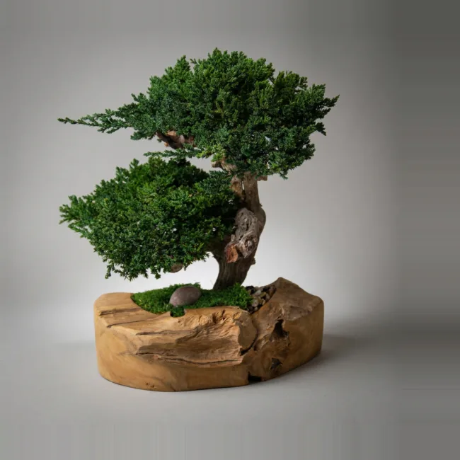 Double Juniper Bonsai Topiary in Teak Bowl, Preserved, 17 in