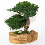 Two preserved juniper bonsai together in one carved live edge teak bowl
