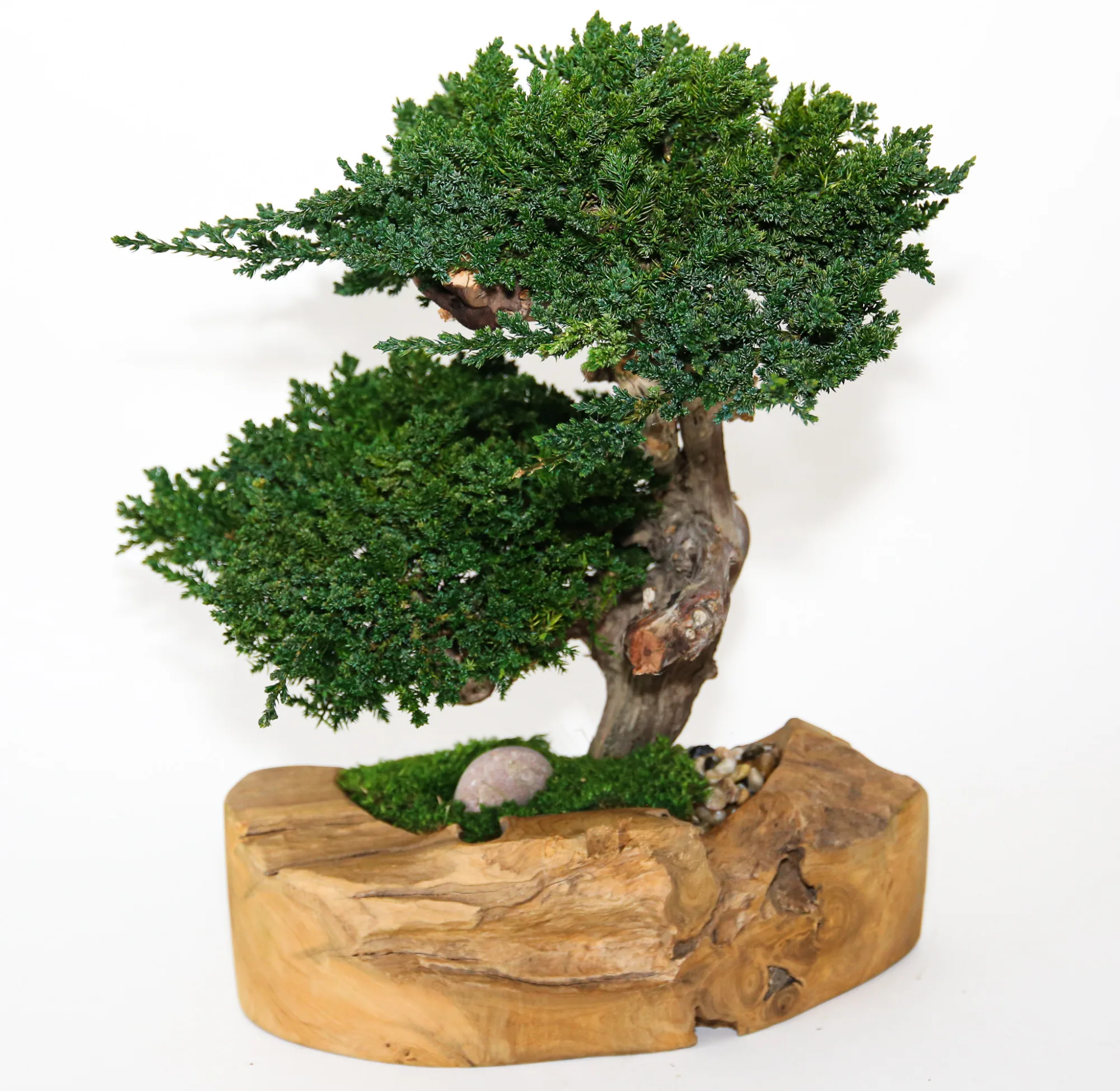 Double Juniper Bonsai Topiary in Teak Bowl, Preserved, 17 in Double Juniper Bonsai Topiary in Teak Bowl, Preserved, 17 in