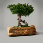 Preserved juniper bonsai in a carved teak bowl with polished stones over the base