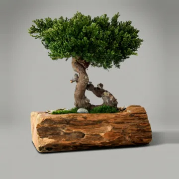 Juniper Bonsai Topiary in Teak Bowl, Preserved, 20 in