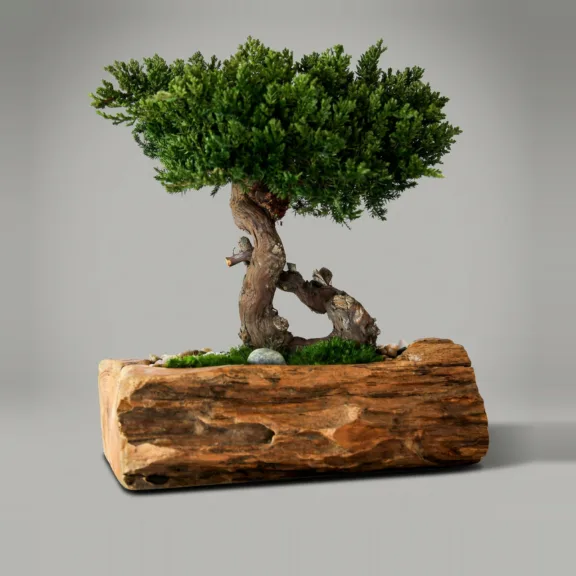 Preserved juniper bonsai in a carved teak bowl with polished stones over the base