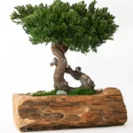 Preserved juniper bonsai in a carved teak bowl with polished stones over the base
