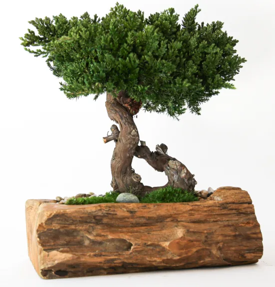 Preserved juniper bonsai in a carved teak bowl with polished stones over the base