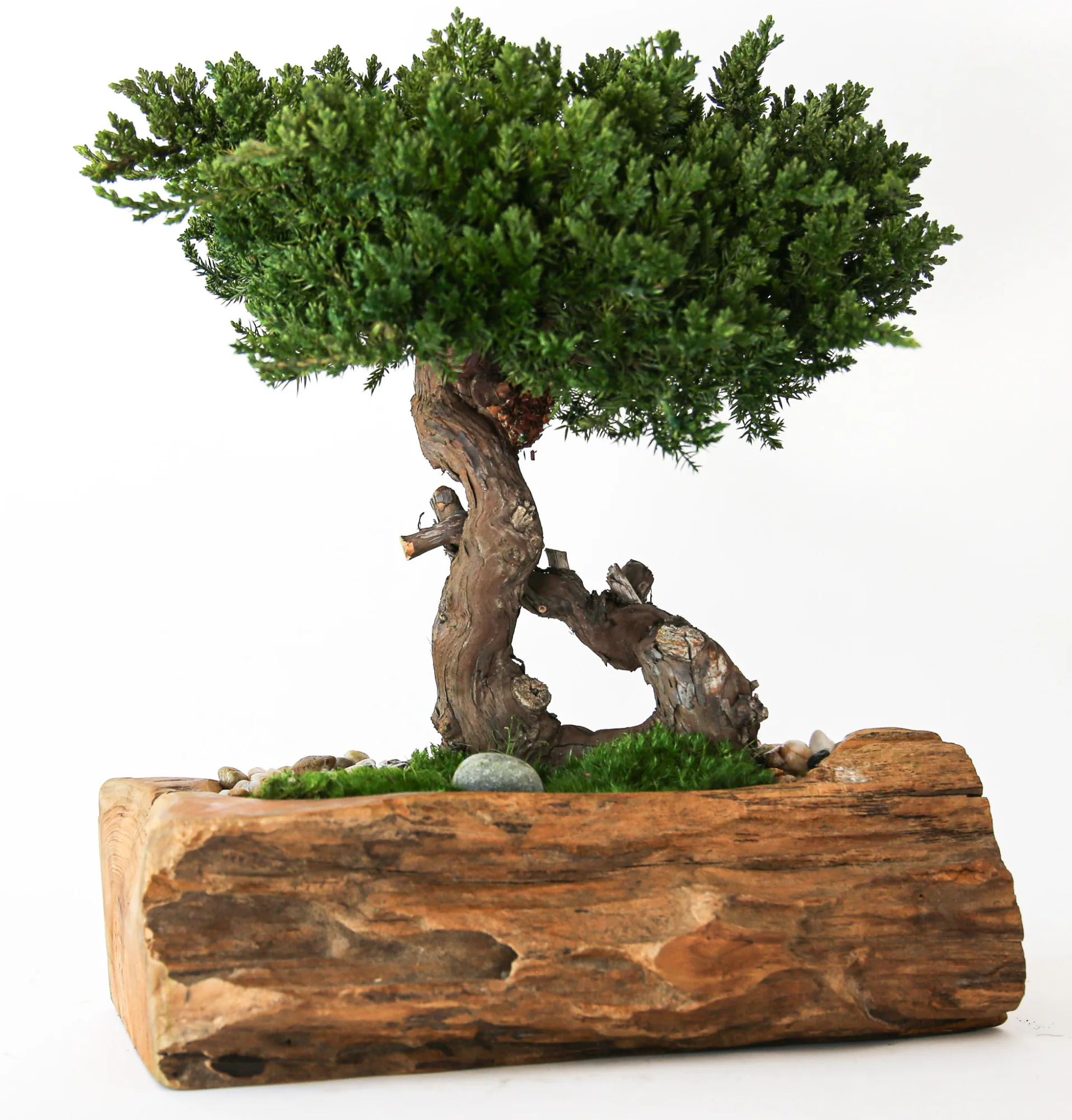 Juniper Bonsai Topiary in Teak Bowl, Preserved, 20 in Juniper Bonsai Topiary in Teak Bowl, Preserved, 20 in