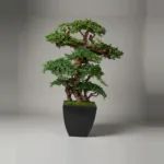 Six foot preserved bonsai on a grape wood trunk in a tall bronze container