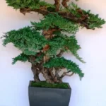 Six foot preserved bonsai on a grape wood trunk in a tall bronze container