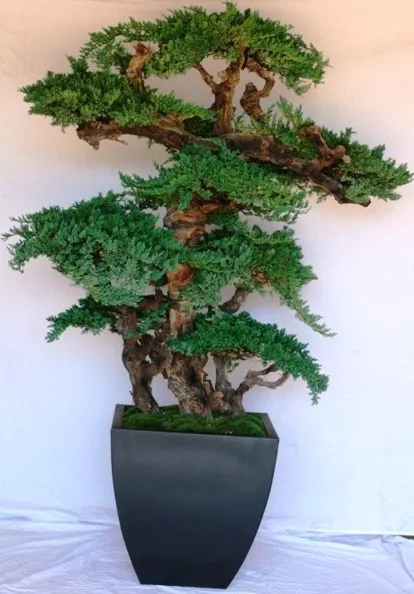 Kage Bonsai Topiary, Preserved, 6 ft Kage Bonsai Topiary, Preserved, 6 ft