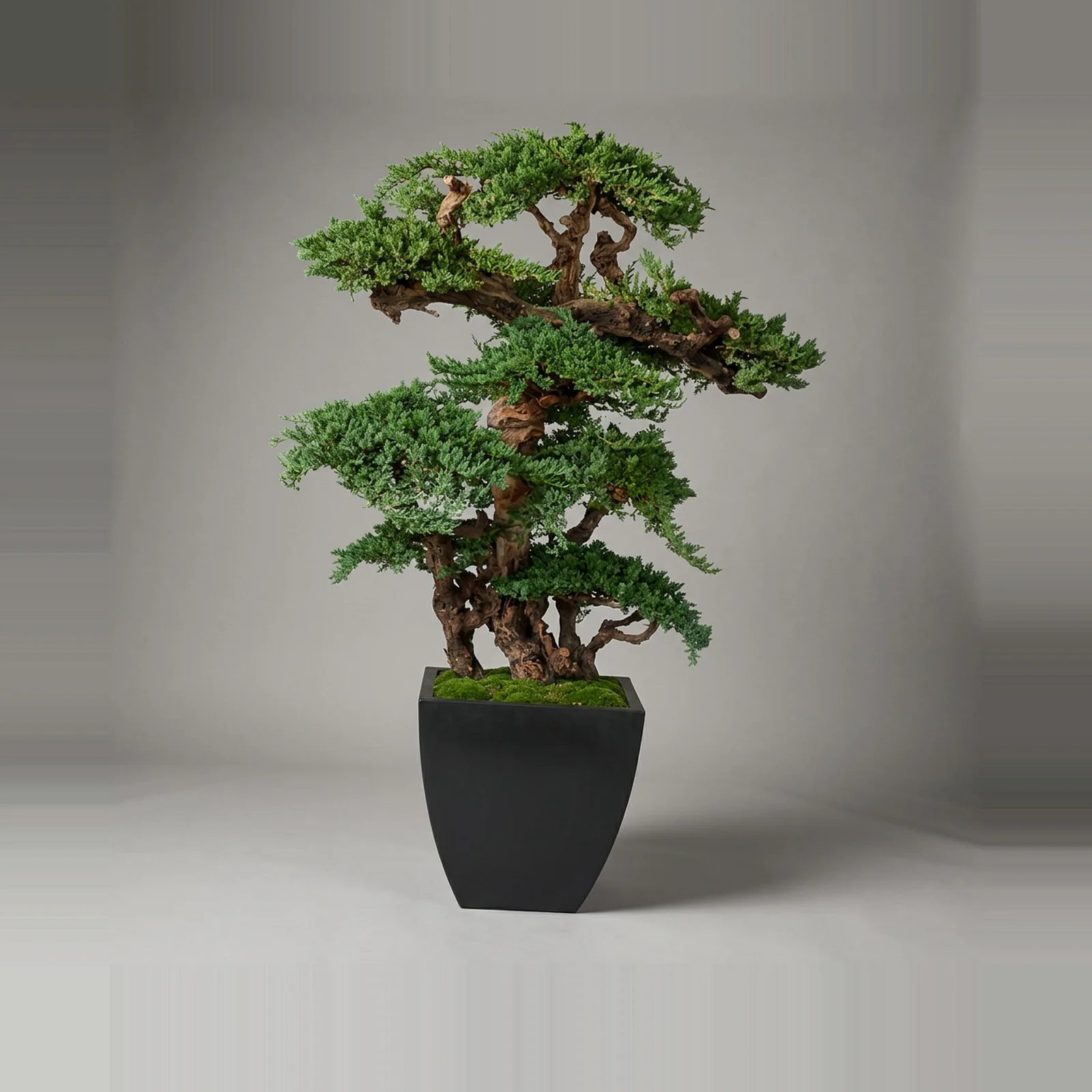Kage Bonsai Topiary, Preserved, 6 ft Kage Bonsai Topiary, Preserved, 6 ft