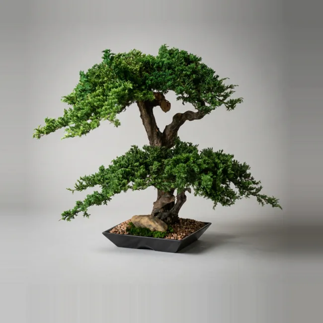 Monterey Bonsai Topiary, Preserved, Double Double, 20–22 in