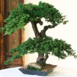 Preserved juniper bonsai with two pairs of mounds on grape wood