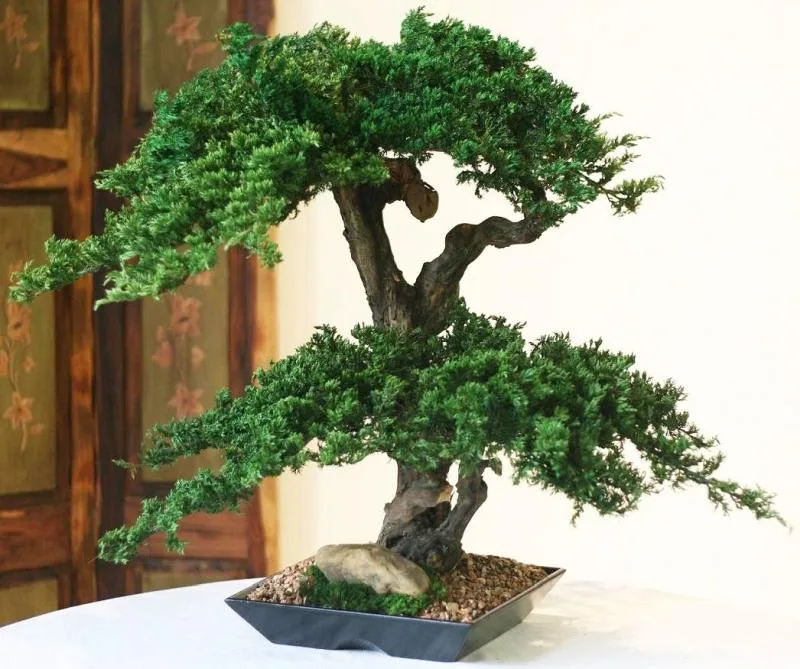 Monterey Bonsai Topiary, Preserved, Double Double, 20–22 in Monterey Bonsai Topiary, Preserved, Double Double, 20–22 in