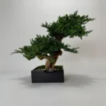 Two mounds of preserved juniper on grape wood in a black wooden pot