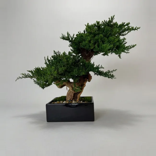 Monterey Bonsai Topiary, Preserved, Double Mound, 14–16 in