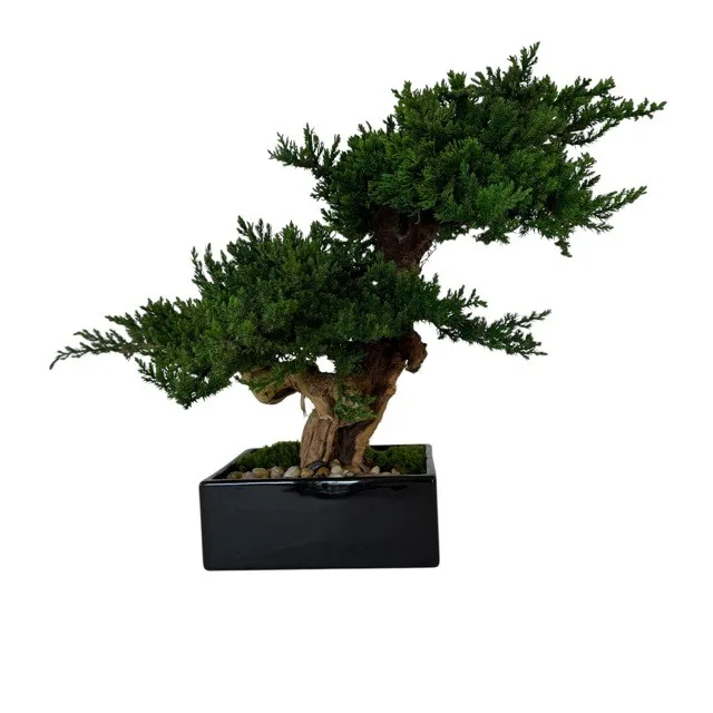 Monterey Bonsai Topiary, Preserved, Double Mound, 14–16 in Monterey Bonsai Topiary, Preserved, Double Mound, 14–16 in