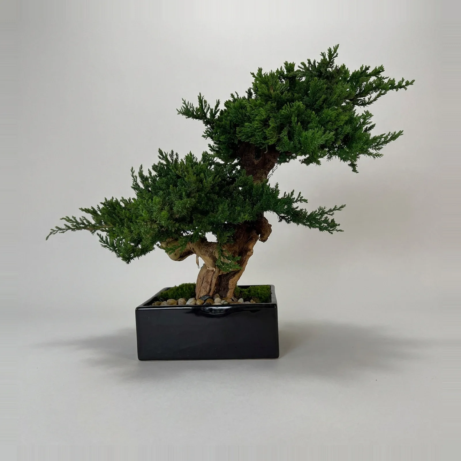 Monterey Bonsai Topiary, Preserved, Double Mound, 14–16 in Monterey Bonsai Topiary, Preserved, Double Mound, 14–16 in
